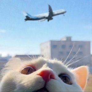 八卦海AV高清在线播放
